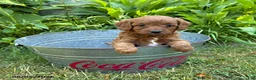 Goldendoodle dogs for sale: Arielle - Ad 2