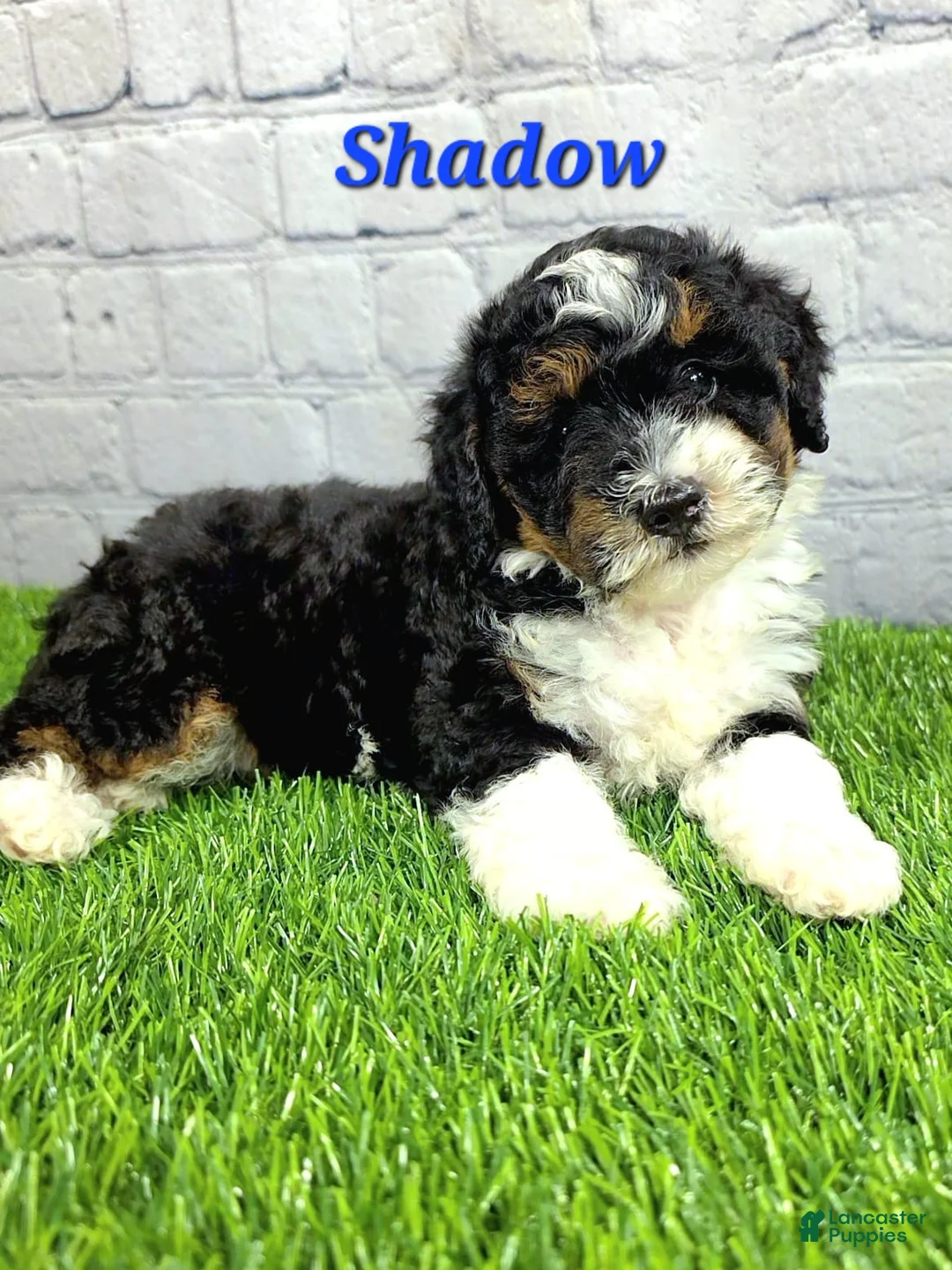 Mini Bernedoodle dogs for sale: Shadow  - Ad 2