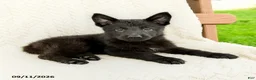 German Shepherd dogs for sale: Birdie - Ad 5