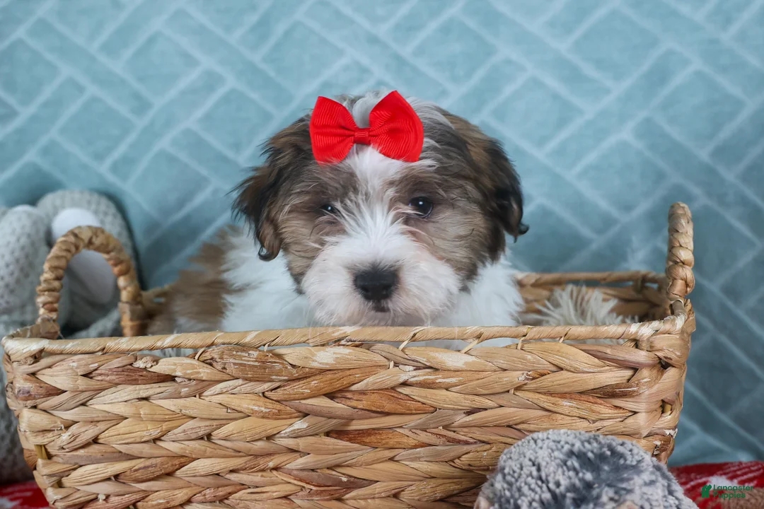 Teddy Bear dogs for sale: GEO - Ad 8