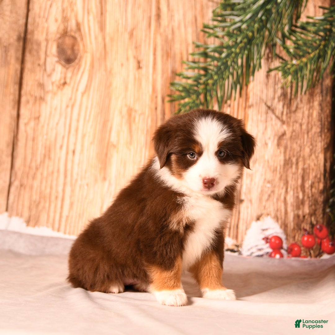 Miniature Australian Shepherd dogs for sale: Sugar Cookie - Ad 2