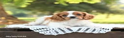 Cavalier King Charles Spaniel dogs for sale: Hugo - Ad 4