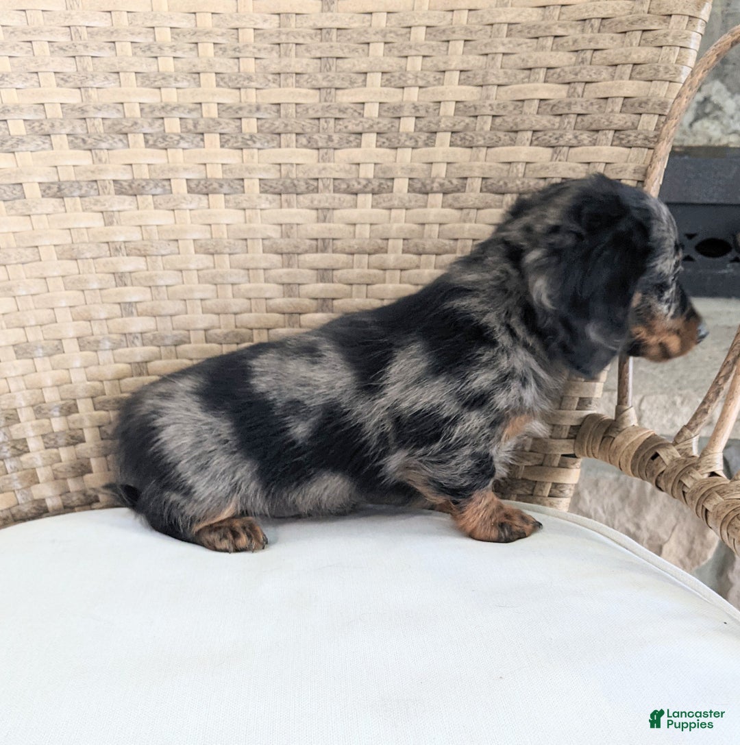 Miniature Dachshund dogs for sale: Frankie  - Ad 8