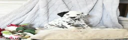 Dalmatian dogs for sale: Turbo - Ad 3
