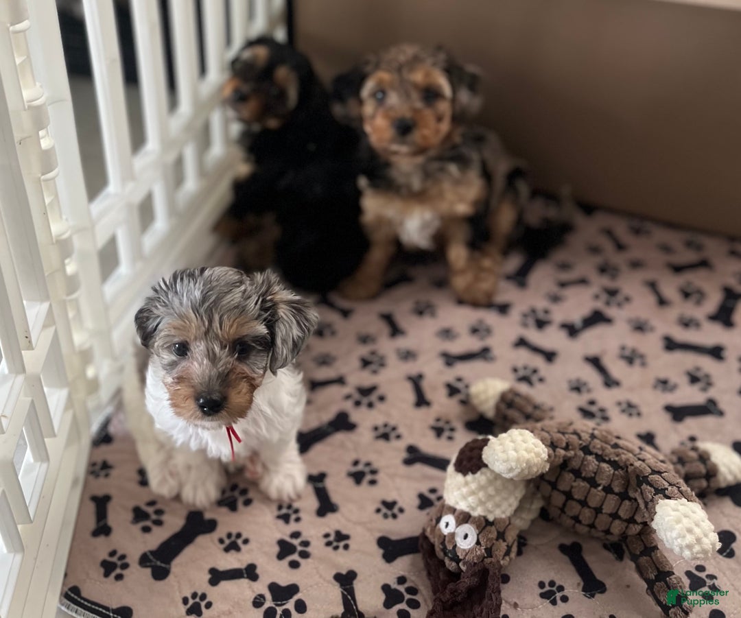 Yorkiepoo dogs for sale: Yorkiepoo Puppy 1 - Ad 4