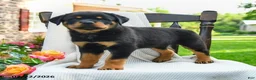 Rottweiler dogs for sale: Lexie - Ad 3