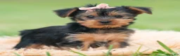 Yorkshire Terrier dogs for sale: Gia - Ad 3