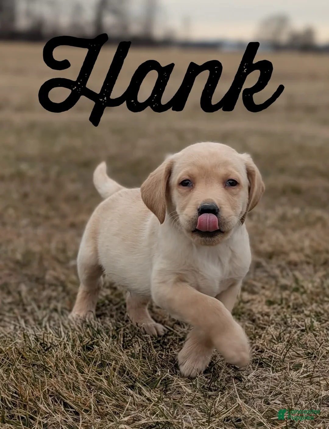 Labrador Retriever dogs for sale: Hank - Ad 1