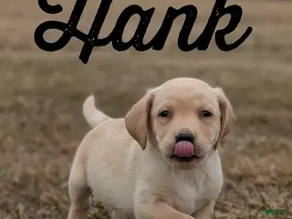 Labrador Retriever dogs for sale: Hank - Ad 1