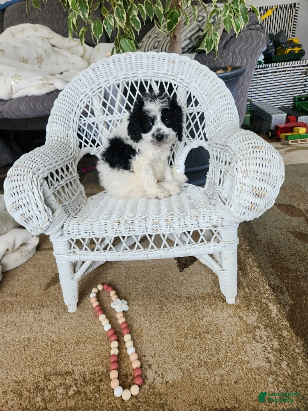 Cavapoo dogs for sale: Glitter - Ad 7