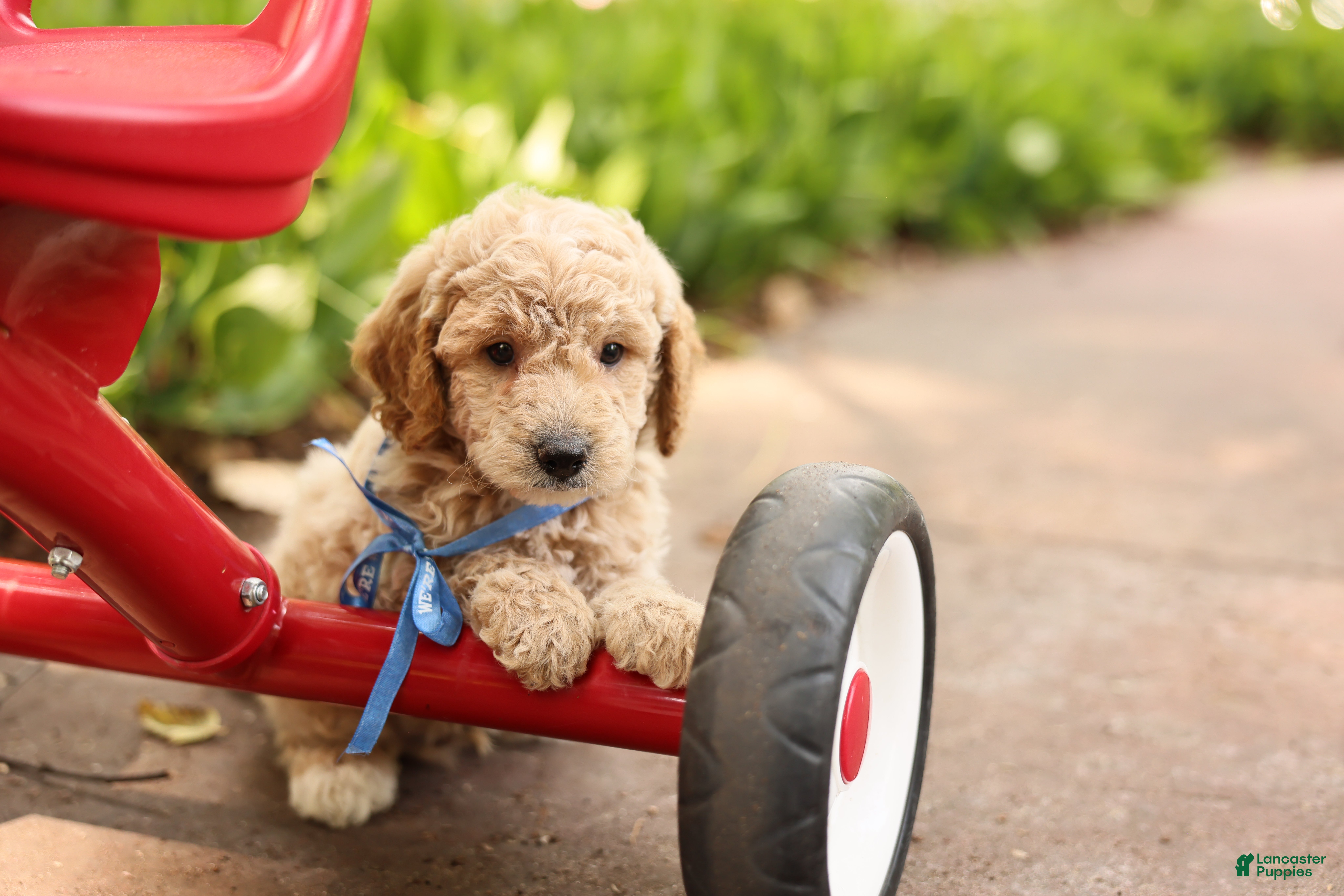 Mini Goldendoodle dogs Paddington - Ad 2