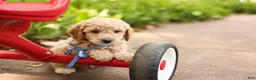 Mini Goldendoodle dogs for sale: Paddington - Ad 2