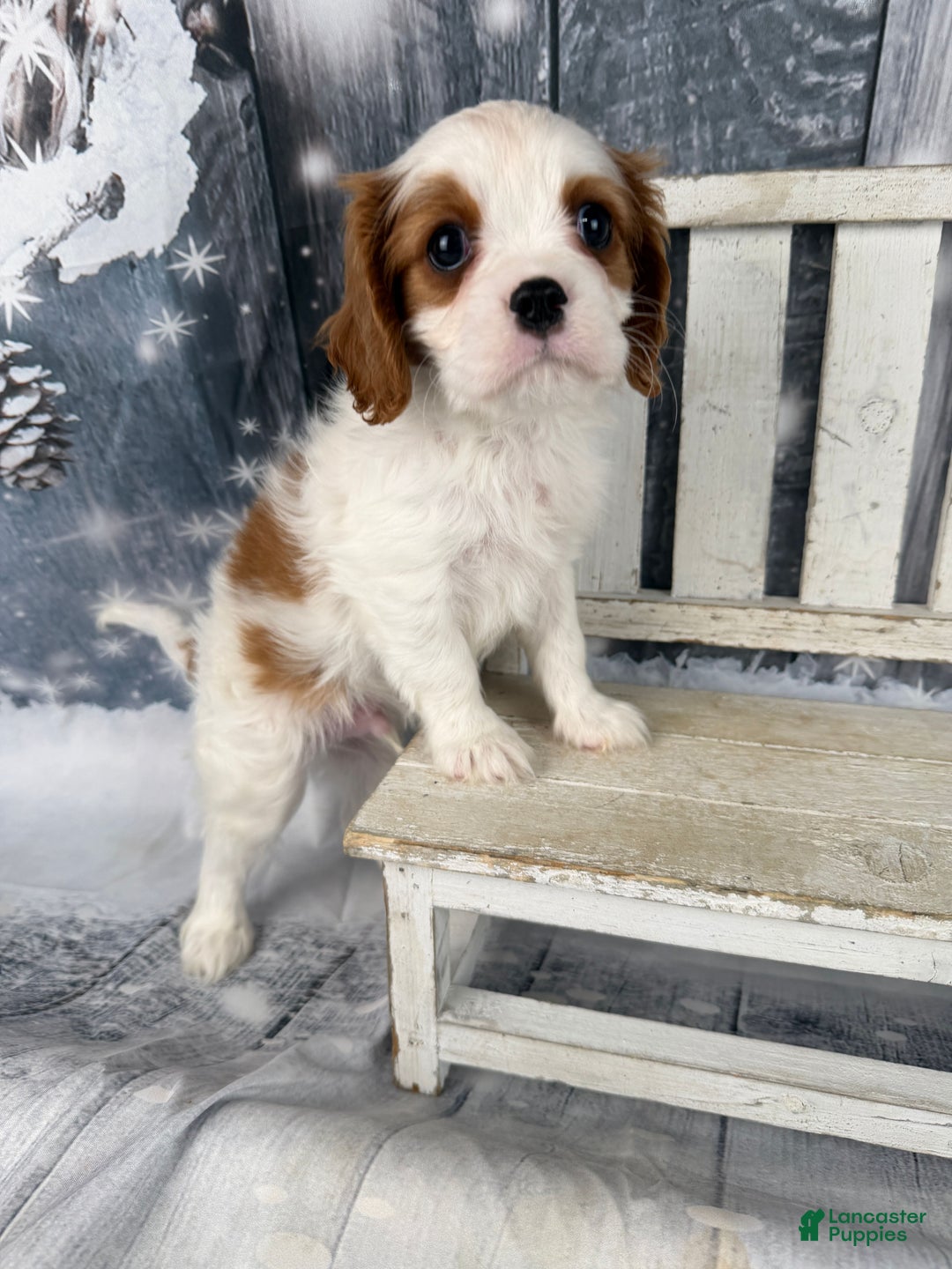 Cavalier King Charles Spaniel dogs for sale: Rascal - Ad 8