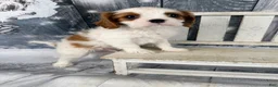 Cavalier King Charles Spaniel dogs for sale: Rascal - Ad 8