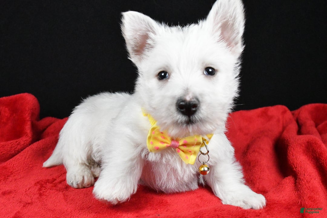 West Highland Terrier dogs for sale: Echo - Ad 2