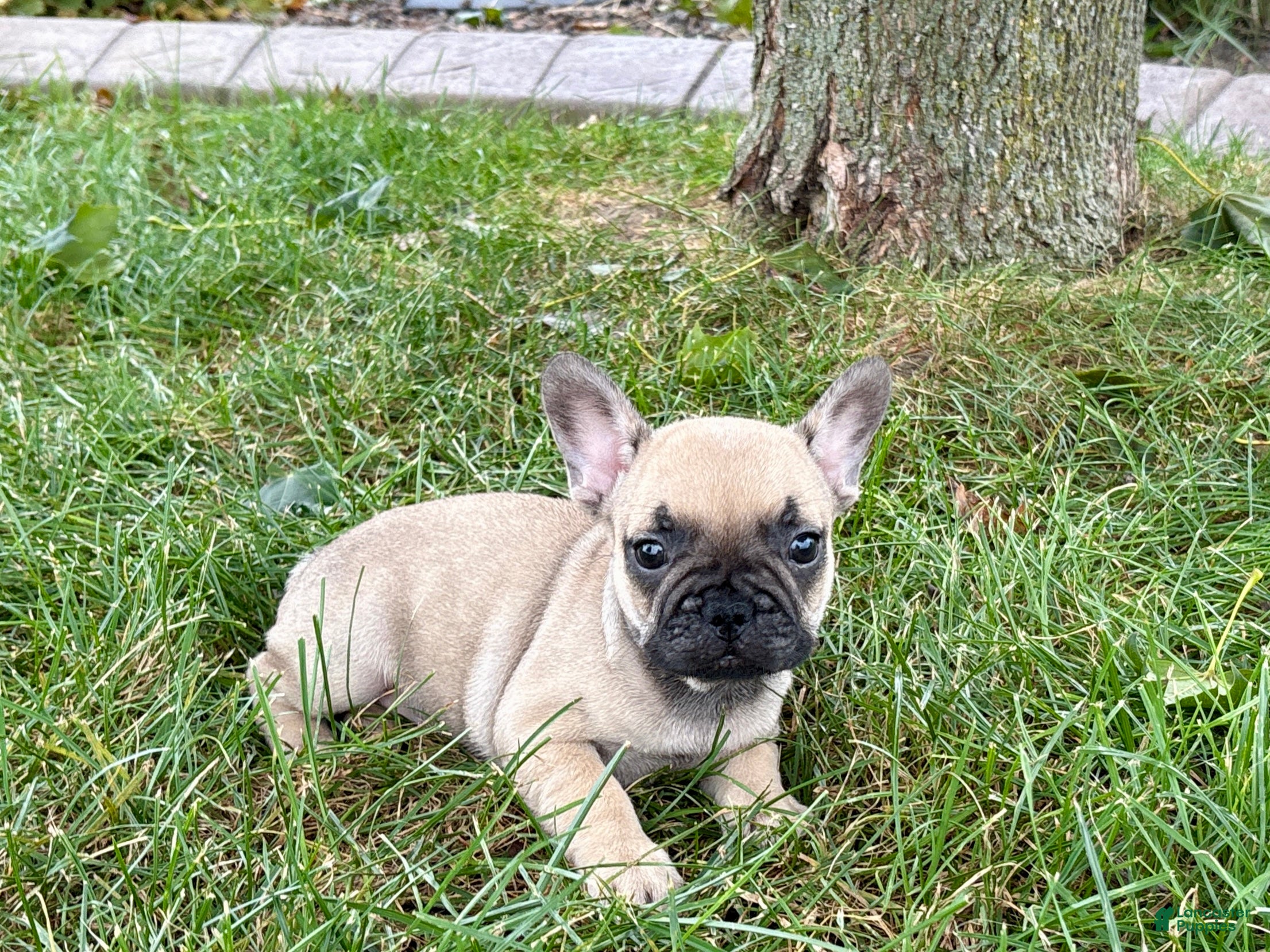 French Bulldog dogs Bruce - Ad 1