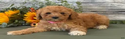 Cavapoo dogs for sale: Erin - Ad 6
