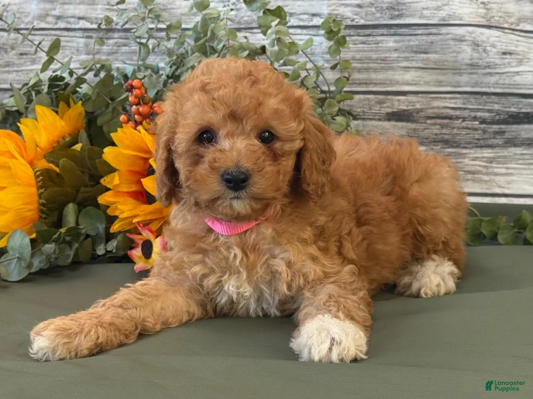 Cavapoo dogs for sale: Erin - Ad 6
