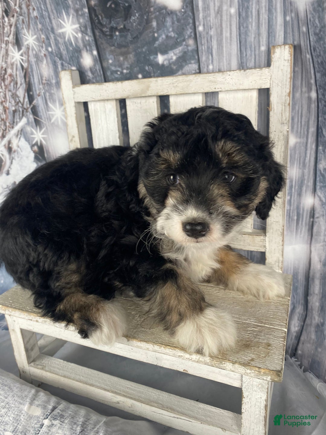 Aussiedoodle dogs for sale: Sara - Ad 7