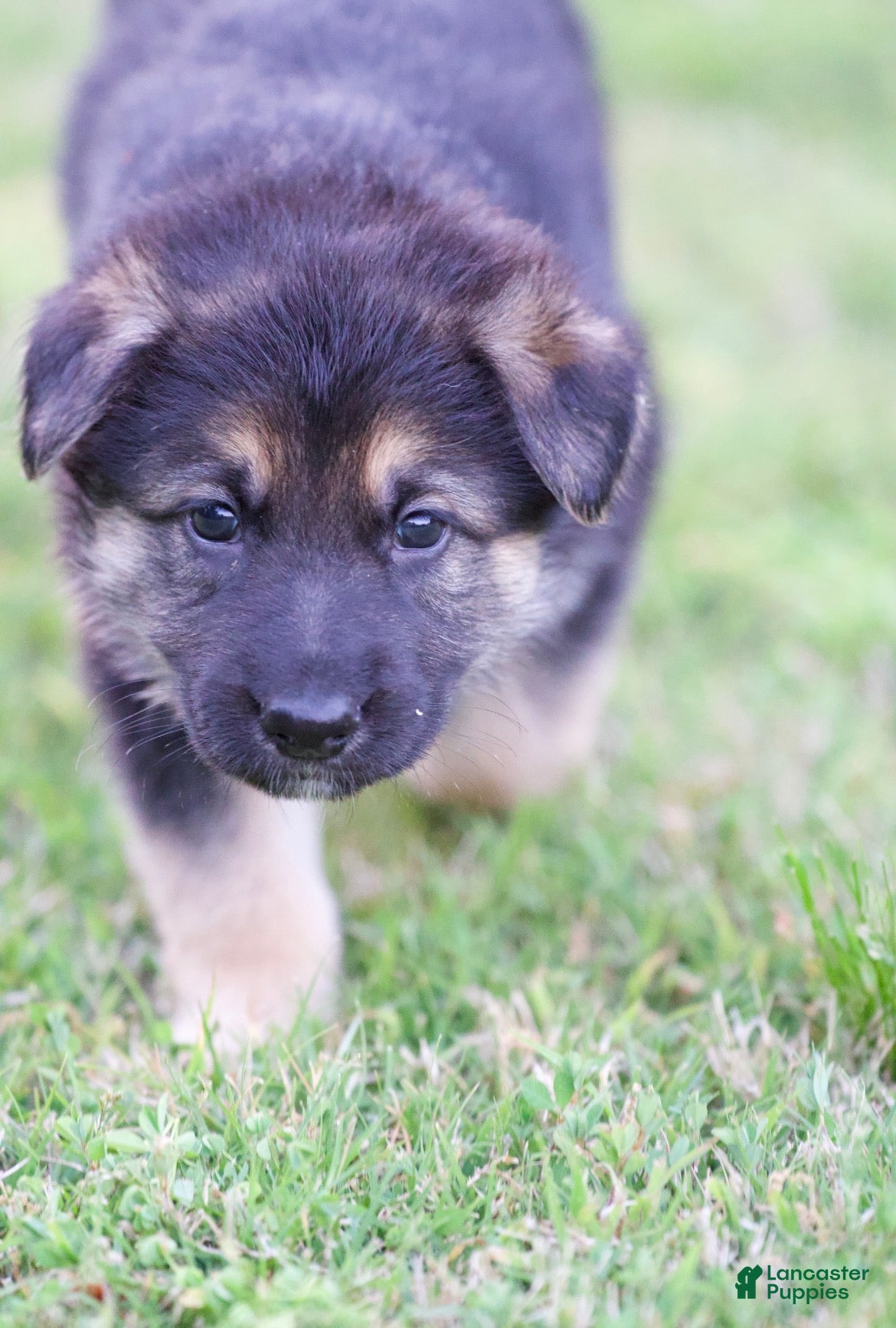 German Shepherd dogs German Shepherd Puppy 2 - Ad 21