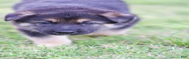 German Shepherd Puppy 2