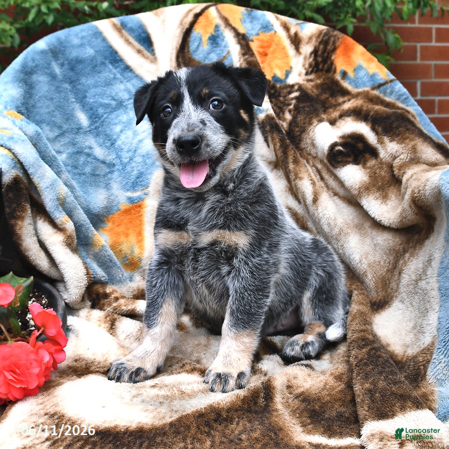 Australian Cattle Dog dogs Henry - Ad 1