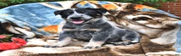 Australian Cattle Dog dogs for sale: Henry - Ad 1