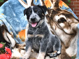 Australian Cattle Dog dogs for sale: Henry - Ad 3