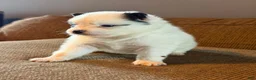 Mixed Breed dogs for sale: Mixed Breed Puppy 2 - Ad 2