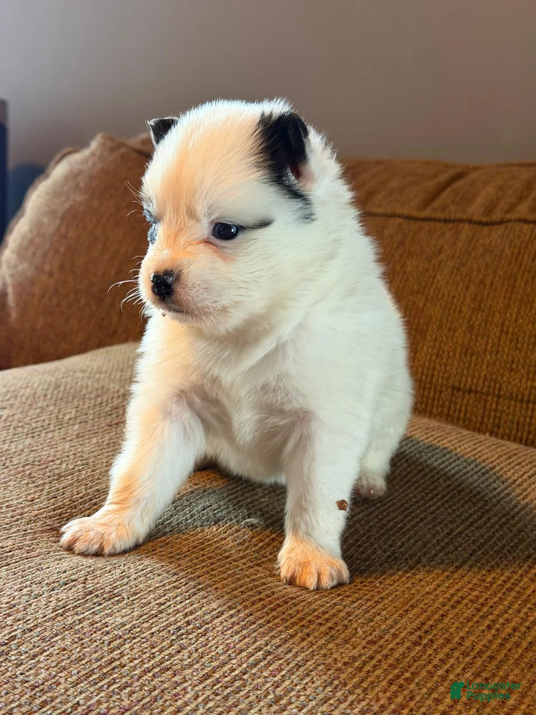 Mixed Breed dogs for sale: Mixed Breed Puppy 2 - Ad 2