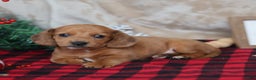 Miniature Dachshund dogs for sale: Sage - Ad 4
