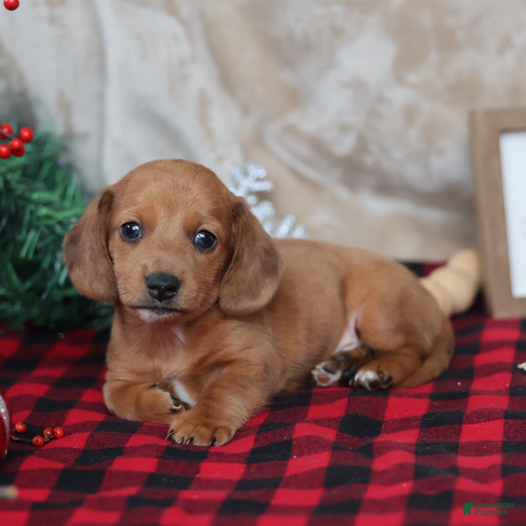 Miniature Dachshund dogs for sale: Sage - Ad 4