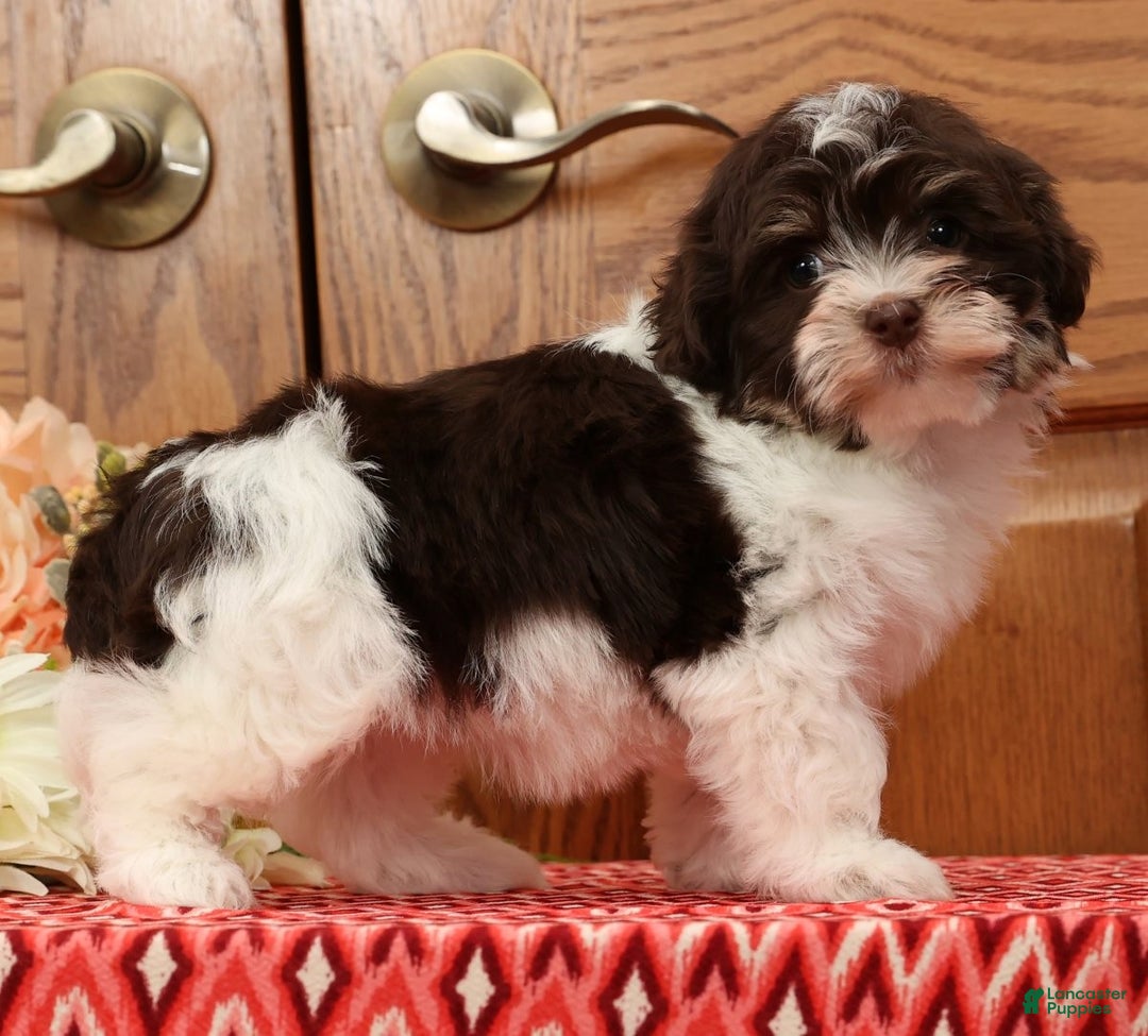 Havanese dogs for sale: Zoey - Ad 5