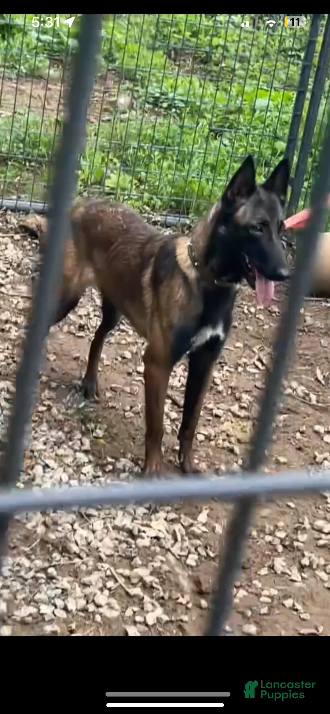Belgian Malinois dogs for sale: Harley - Ad 4