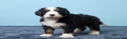 Bernedoodle dogs for sale: Jiggo - Ad 3