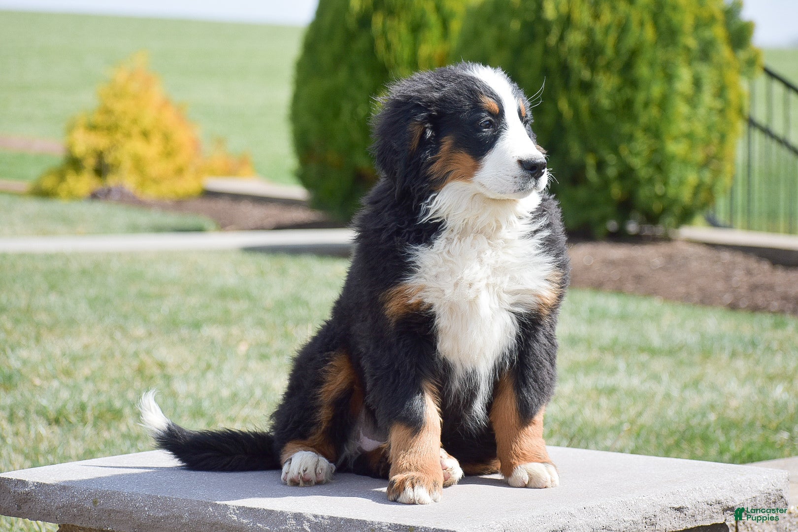 Bernese Mountain Dog dogs Gracie - Ad 2