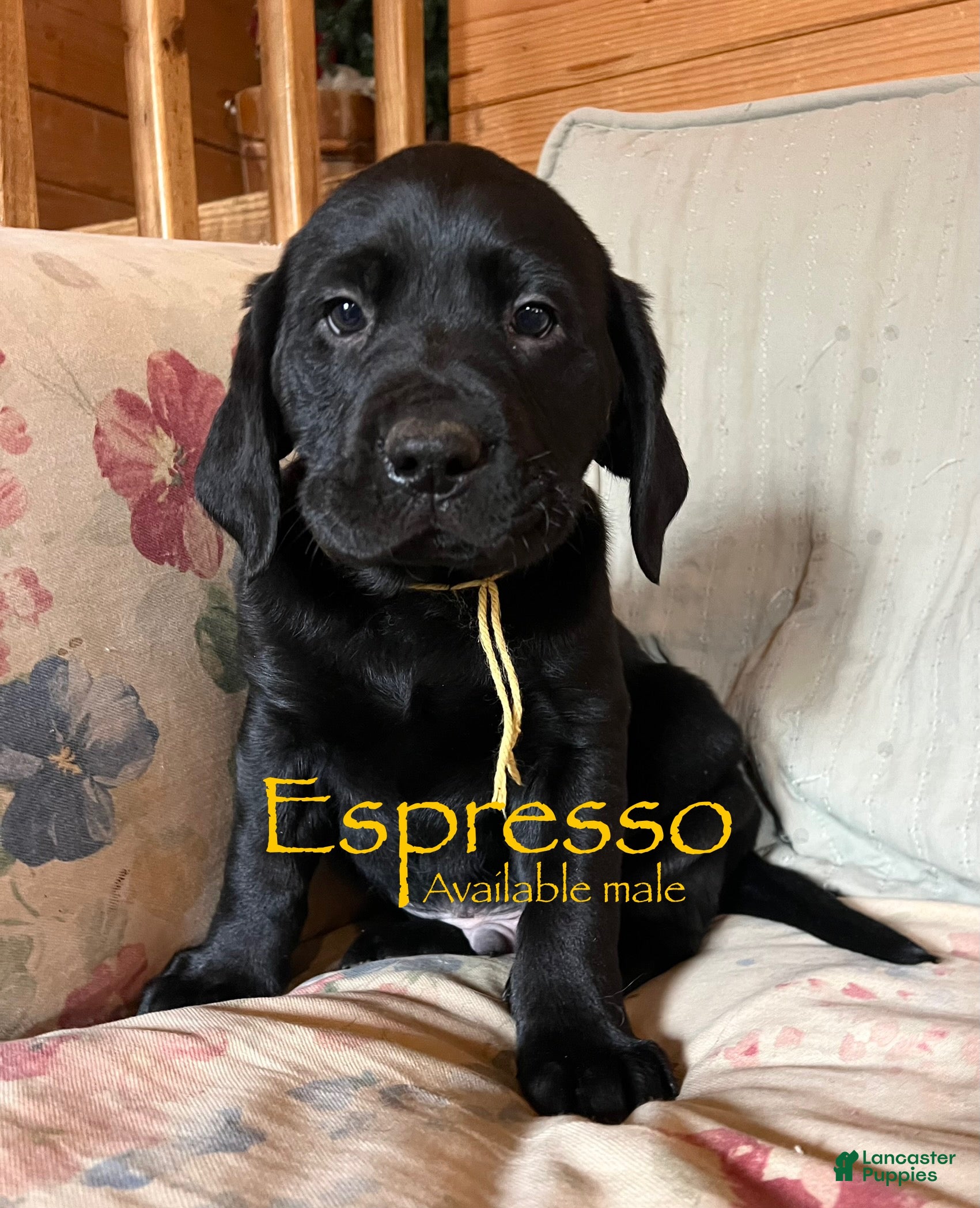 Labrador Retriever dogs Espresso  - Ad 12