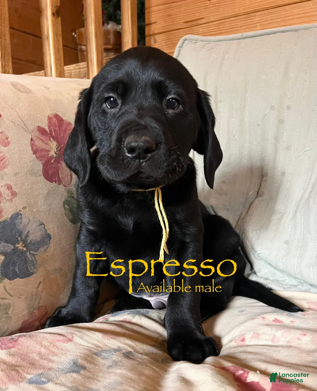 Labrador Retriever dogs for sale: Espresso  - Ad 1