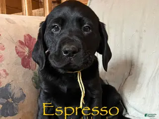 Labrador Retriever dogs Espresso - Ad 12