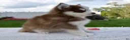 Pomsky dogs for sale: Felix - Ad 5