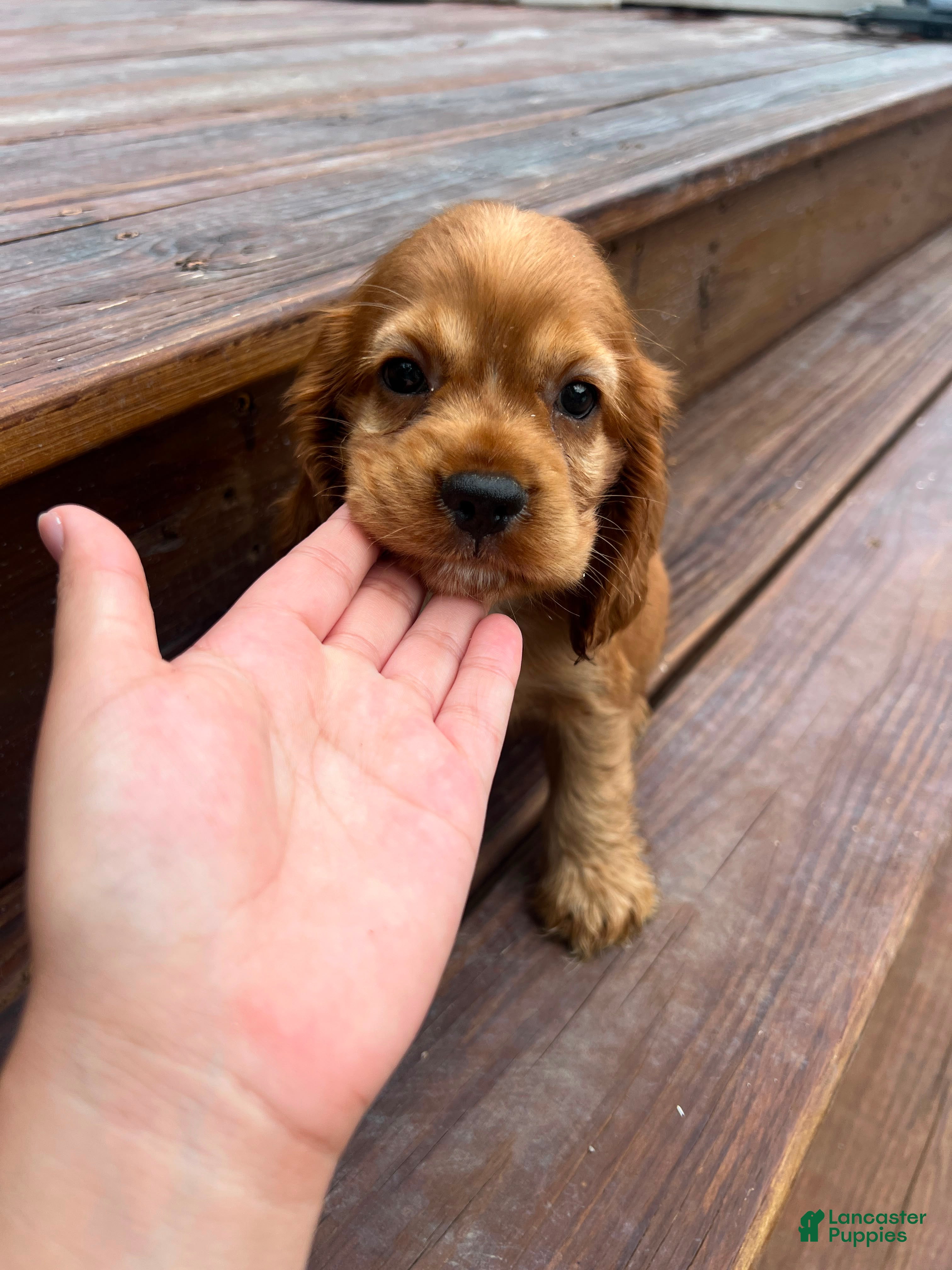 Cocker Spaniel dogs Sunny  - Ad 5