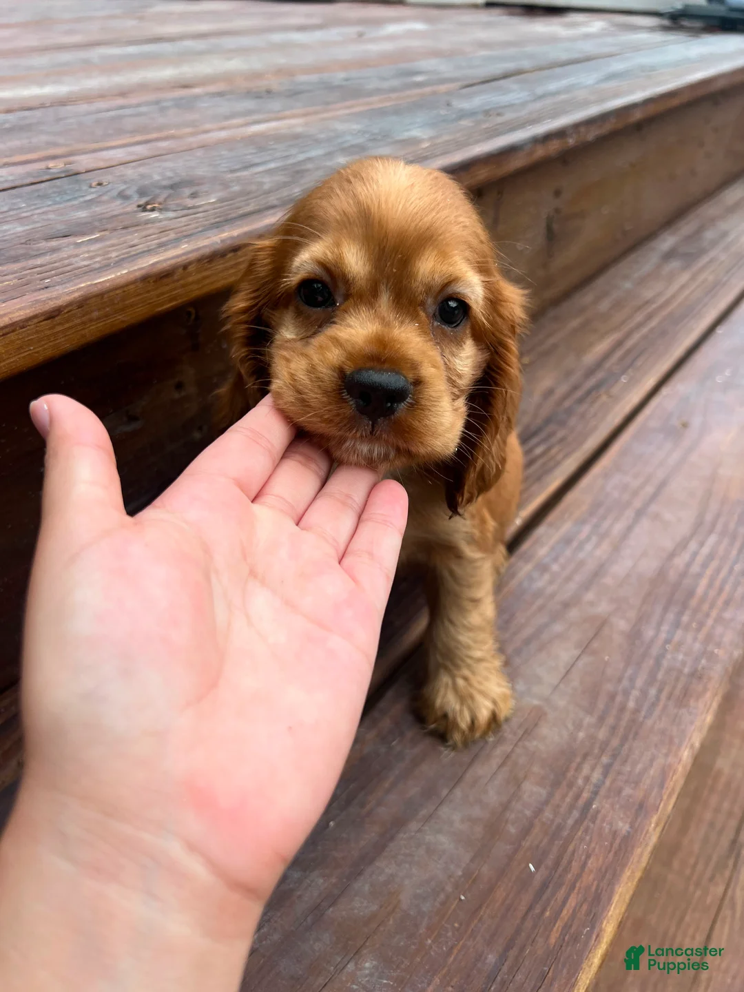 Cocker Spaniel dogs for sale: Sunny  - Ad 1