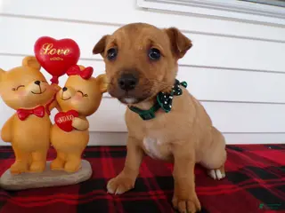 Jack Russell Terrier dogs Jack Russell Terrier Puppy 3 Fresca - Ad 24