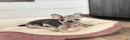 French Bulldog dogs for sale: Stormy - Ad 4