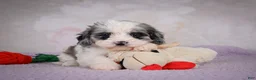 Cavapoo dogs for sale: Penny - Ad 7