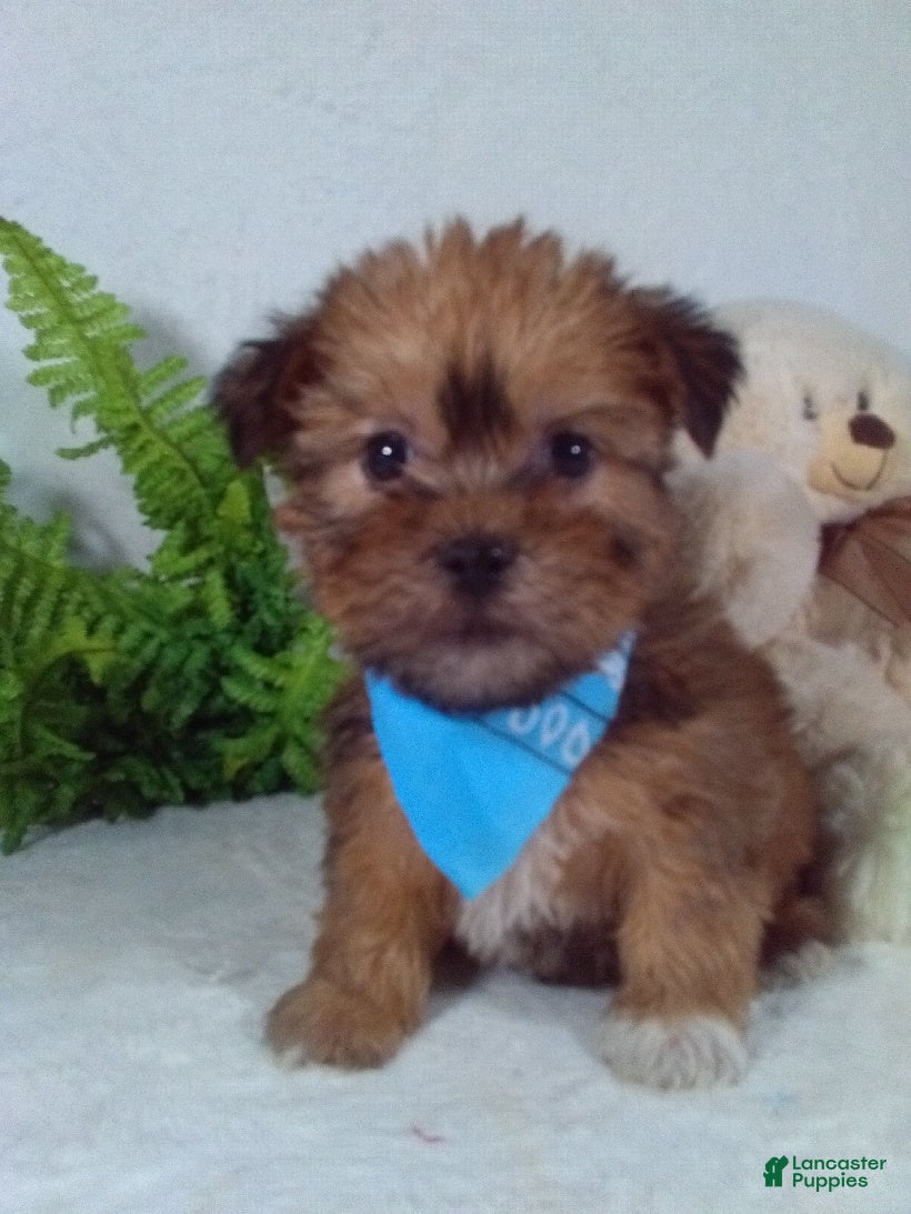 Shorkie dogs Gunner - Ad 7