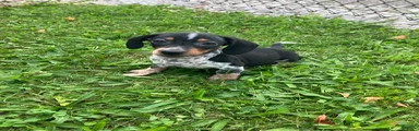 Akc Jack