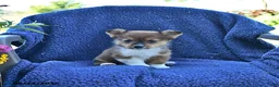 Welsh Corgi Pembroke dogs for sale: Dallas - Ad 2