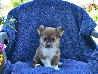 Welsh Corgi Pembroke dogs Dallas - Ad 2