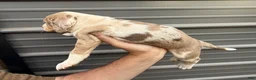 Catahoula Leopard Dog dogs for sale: Siggy - Ad 3